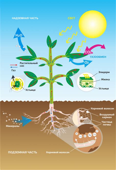 Взаимодействие корней с окружающей средой