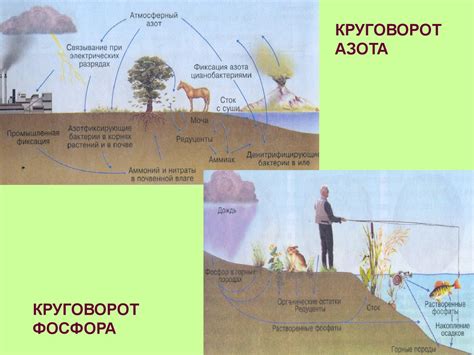 Взаимодействие ноосферы и биосферы