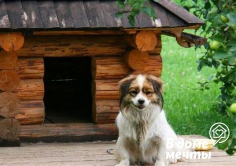 Взаимодействие персонажей собственного питомца во времени отдыха