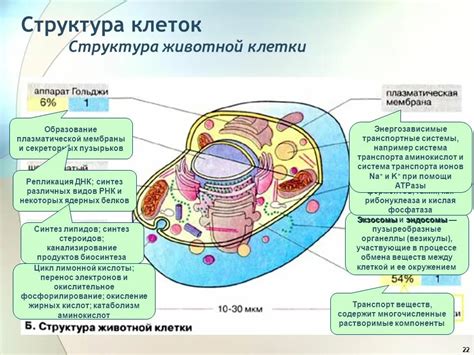 Взаимоотношение пищеварительной вакуоли с другими органеллами клетки