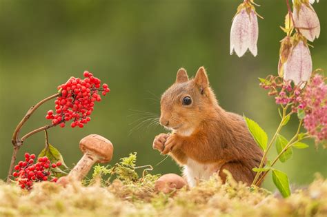 Взаимоотношения с другими животными и растениями