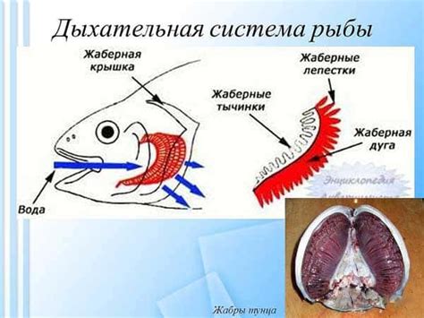 Взаимосвязь кислорода и жизни рыб в воде