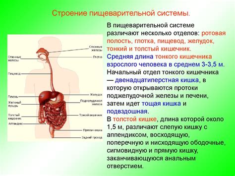 Взаимосвязь между шаблонами снов и активностью пищеварительной системы