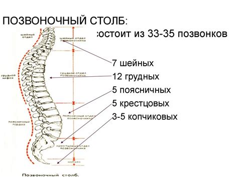 Взаимосвязь мечтаний о водяных обитателях с состоянием осевого столба человека