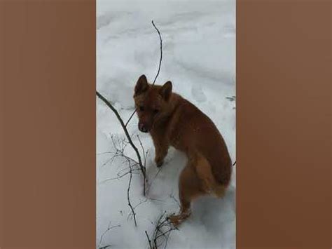 Взаимосвязь с тройным входом