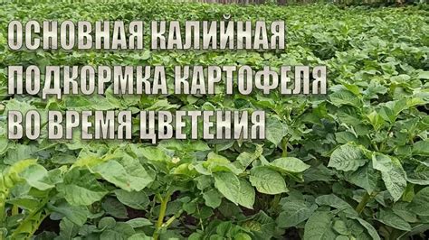 Видение покупки картофеля во время сна: что оно может означать?