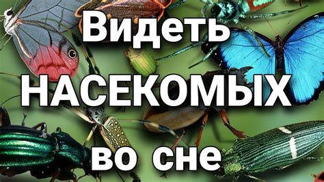 Видеть во сне неповоротливые насекомые избивать задачи - каково их толкование в сновидении?