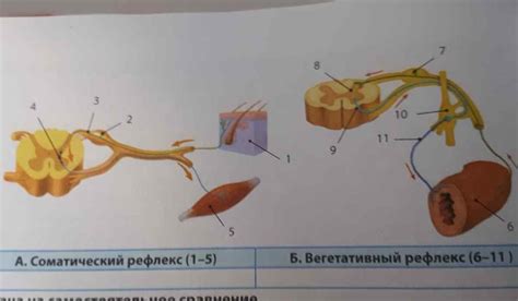 Видовые признаки безусловных рефлексов