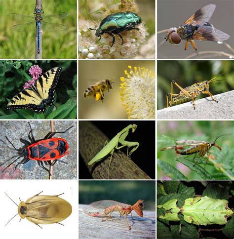 Виды и особенности насекомых рода Cerambycidae