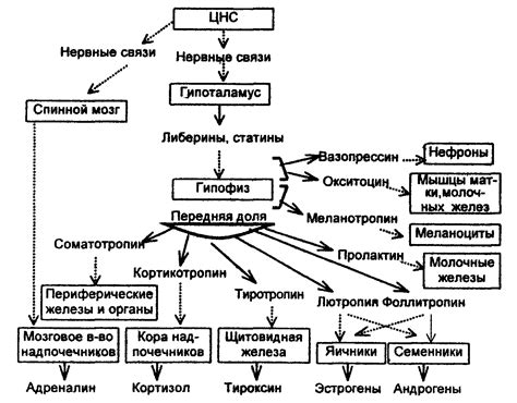 Виды и принципы регуляции