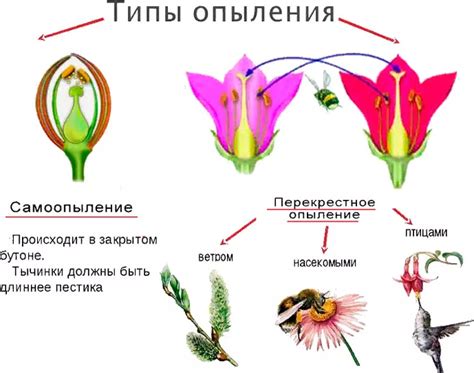 Виды оплодотворения у растений