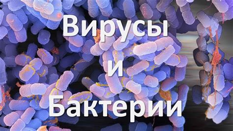 Вирусы и бактерии: основные отличия и роли в природе