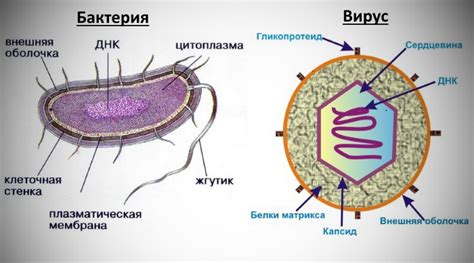 Вирус и бактерия: простуда и их отличия