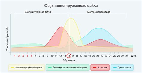 Витаминные недостатки и кровотечение: взаимосвязь и влияние на менструальный цикл