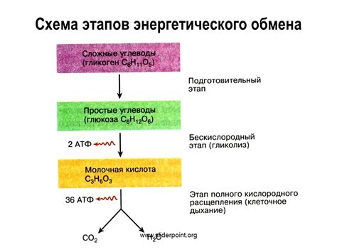 Вклад углеводов в энергетический обмен