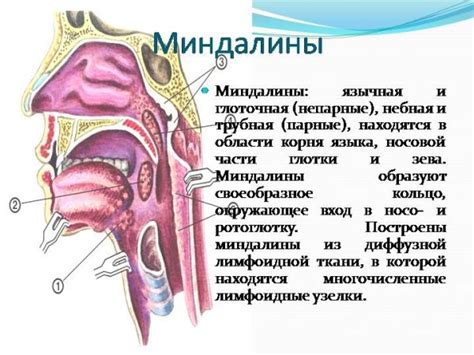 Влияние аппарата на санацию миндалин