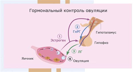 Влияние беременности на эмоциональное состояние и чувства человека