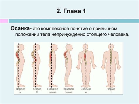 Влияние веса на позвоночник и шею