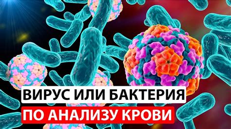 Влияние вирусов и бактерий на здоровье человека и животных