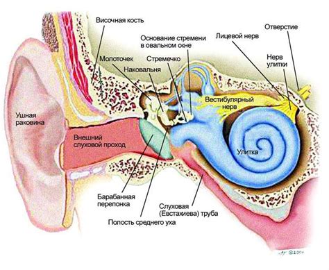 Влияние внутреннего уха