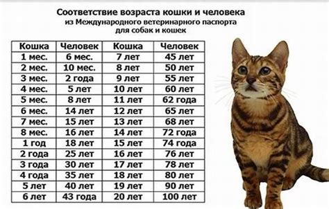 Влияние возраста на вес кота