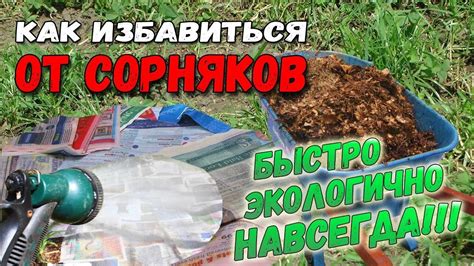 Влияние времени посева на эффективность борьбы с сорняками