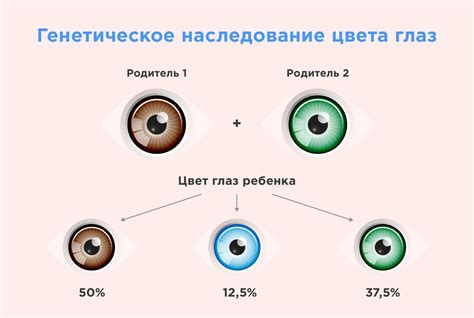 Влияние генетики на цвет глаз