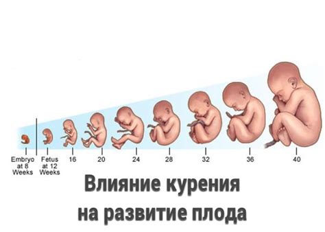 Влияние генетического материала на развитие плода