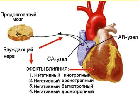 Влияние гибернакулярного блока на сердечную деятельность