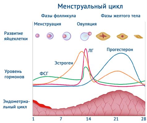 Влияние гормональных изменений на цикл и объем месячных