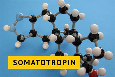 Влияние гормона роста на обмен веществ