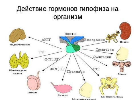 Влияние гормонов в молоке на мужской организм