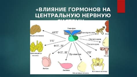 Влияние гормонов на работу центральной нервной системы