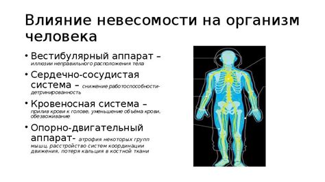 Влияние гравитации на положение веток