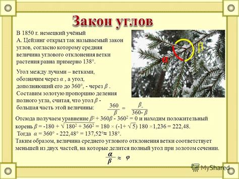 Влияние длины ветки на угол её отклонения от ствола