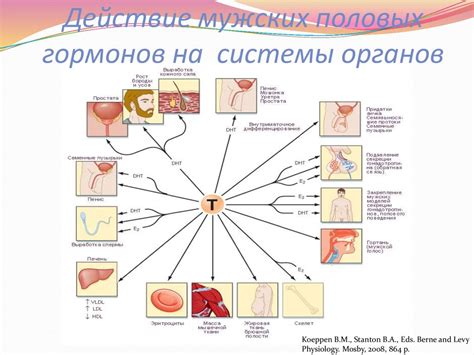 Влияние женских гормонов на физиологические процессы мужского организма