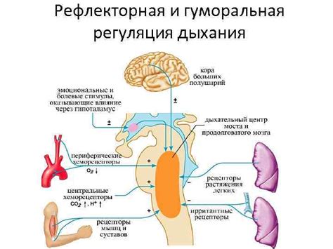 Влияние задержания дыхания на пульсацию