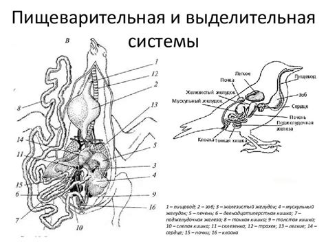 Влияние исследования внутренних органов птицы во сне на состояние подсознания