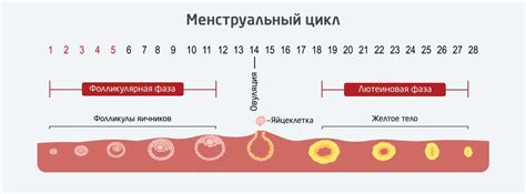 Влияние климакса на регулярность женского цикла