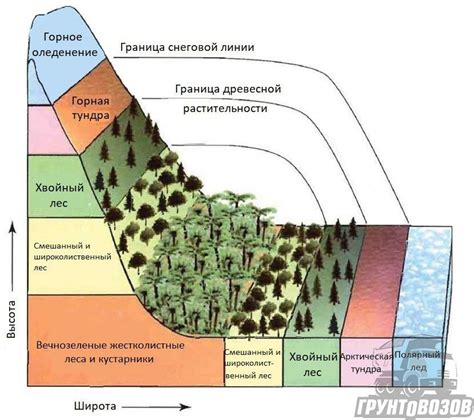 Влияние корки на качество почвы и растительность