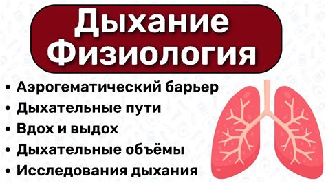 Влияние короткого вдоха и выдоха на организм