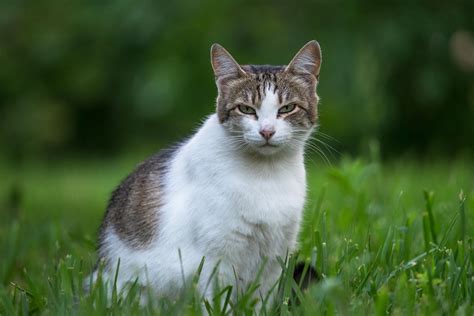 Влияние котычков на поведение и здоровье кошек