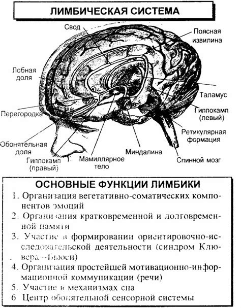 Влияние лимбической системы на поведение человека