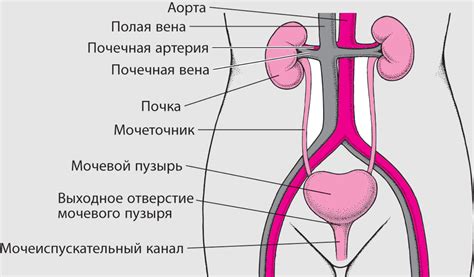 Влияние малого количества мочи на здоровье ребенка