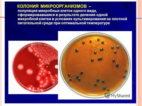 Влияние микроорганизмов на окраску снега