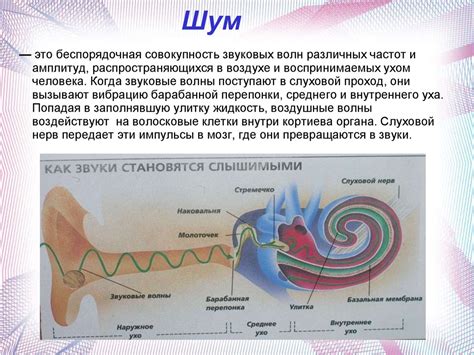 Влияние митральной недостаточности на акустический шум