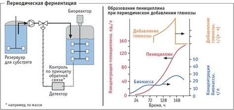 Влияние момента добавления винных дрожжей на процесс ферментации