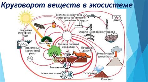 Влияние на обитателей водных и наземных экосистем