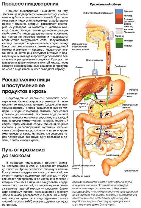 Влияние на пищеварительную систему