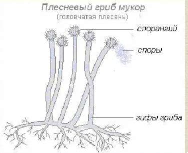 Влияние на развитие гриба